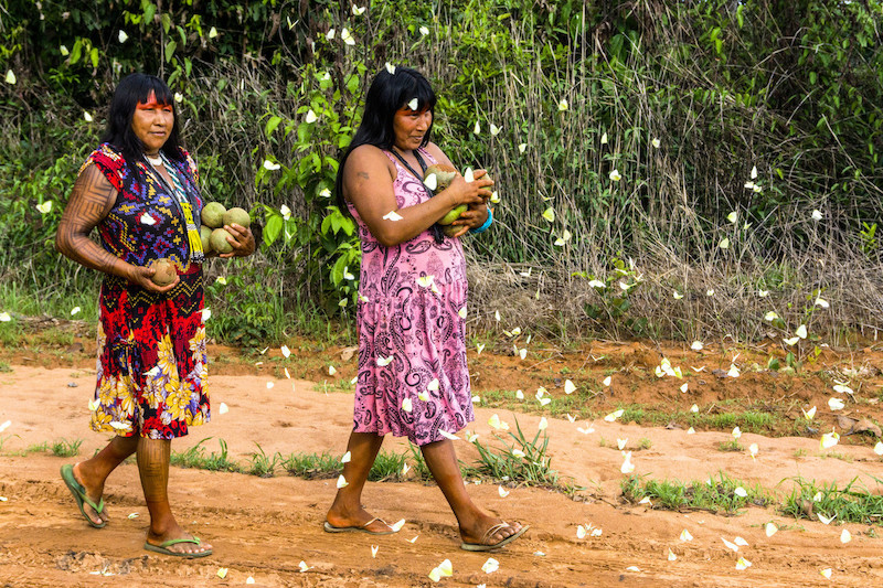 Colheita de pequi na Aldeia Ngôjwêrê dos Kisêdjê. @Rogerio Assis/ISA