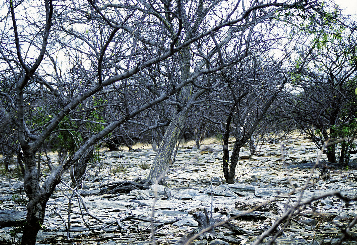 Caatinga. Foto: Geyson Magno